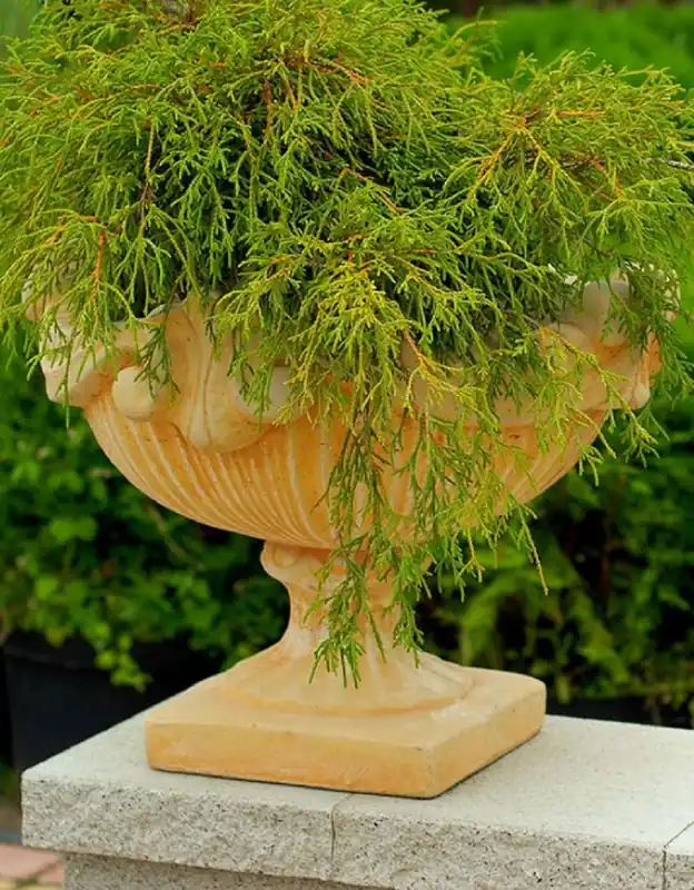 Casa Padrino Pot de Fleurs Baroque Beige Ø 46 x H. 33 cm - Pot de Fleurs Rond de Style Baroque - Décoration Baroque Jardin & Terrasse Neu Im Sortiment