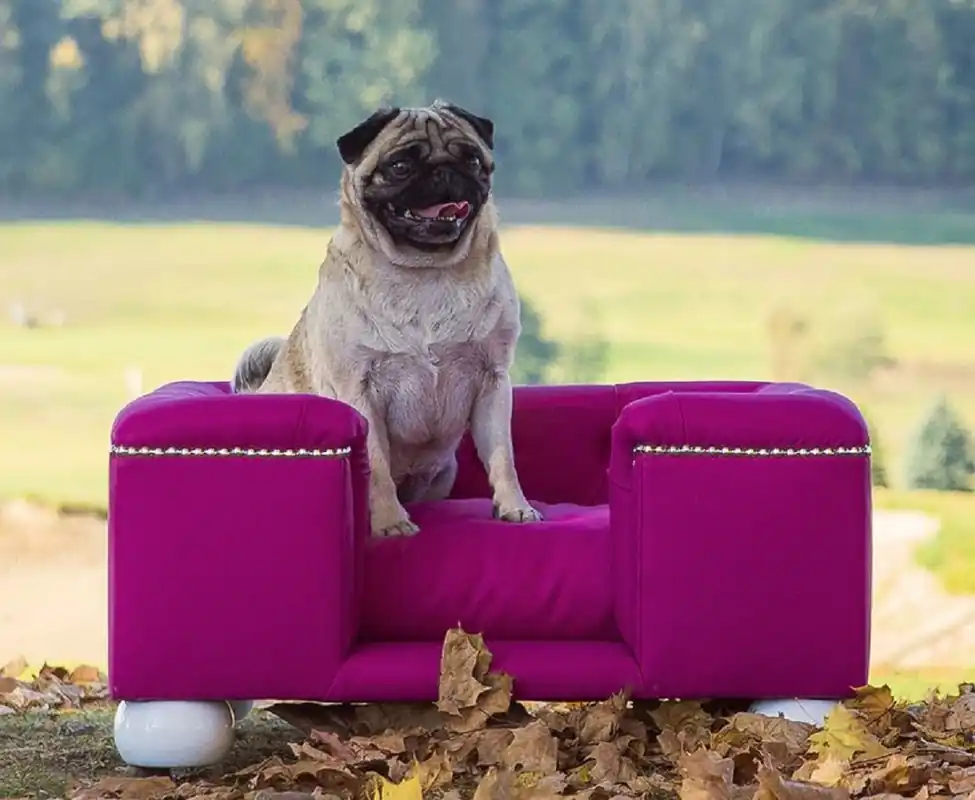 Begrenztes Angebot Casa Padrino lit pour chien de luxe violet / blanc / violet 65 x 55 x H. 31 cm - Lit pour chien rectangulaire moderne avec coussin - Meubles de luxe pour chien - Meubles pour animaux